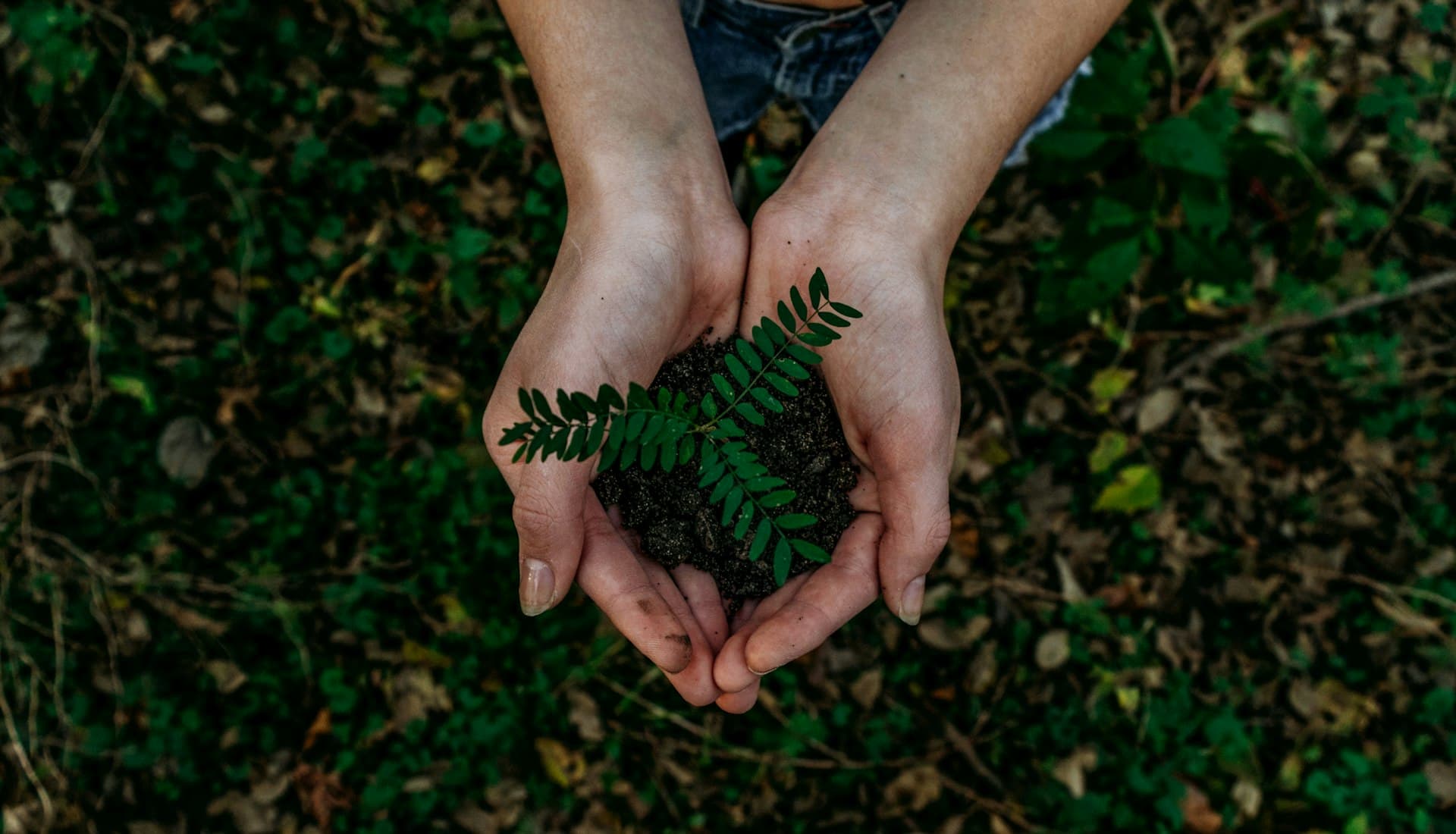 Lush green eco foliage background